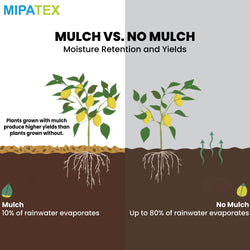 mulch film