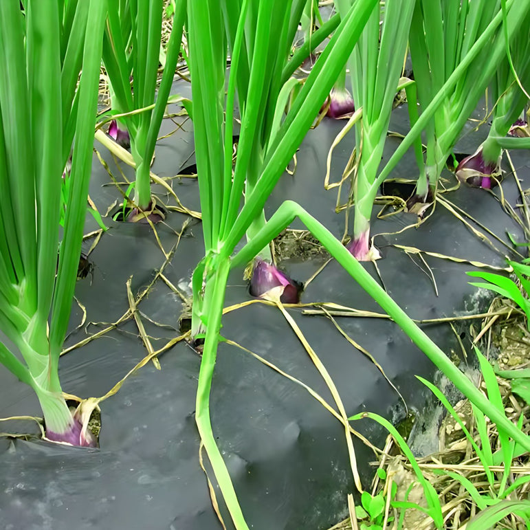 Pre-Hole Punched Mulch Film, Pre-punched mulching film for vegetables, onions and garlic