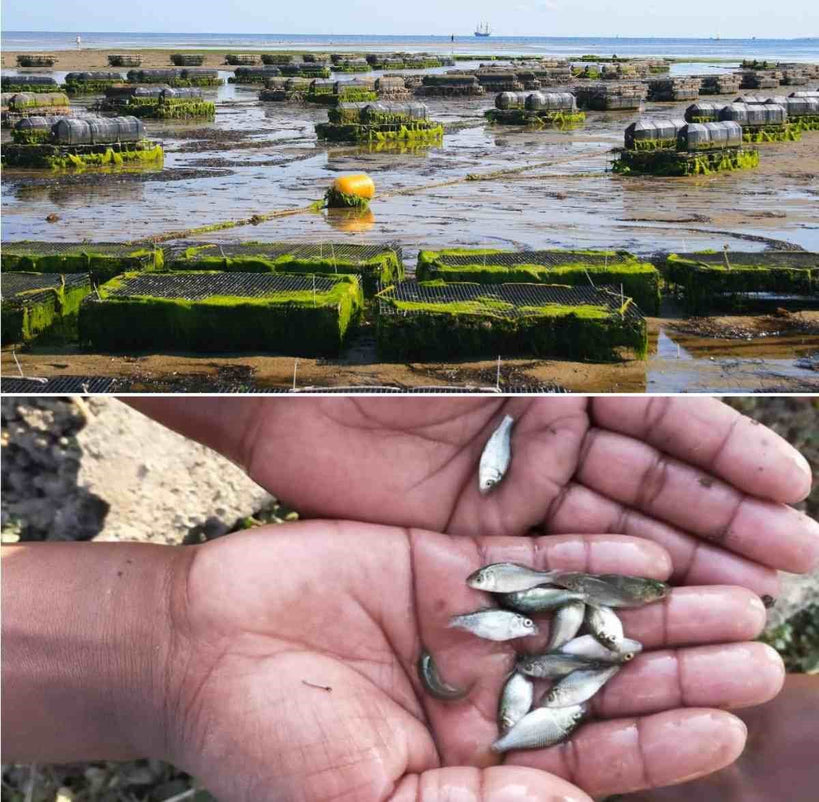Organic Aquaculture in India, Organic Fish Farming