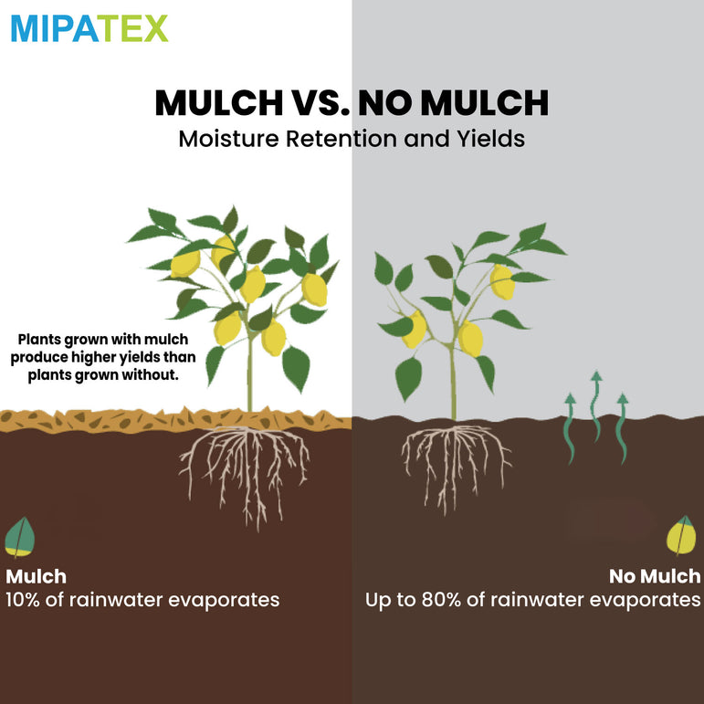 Mipatex UV Plastic Mulching Film Sheet for Agriculture (Black)