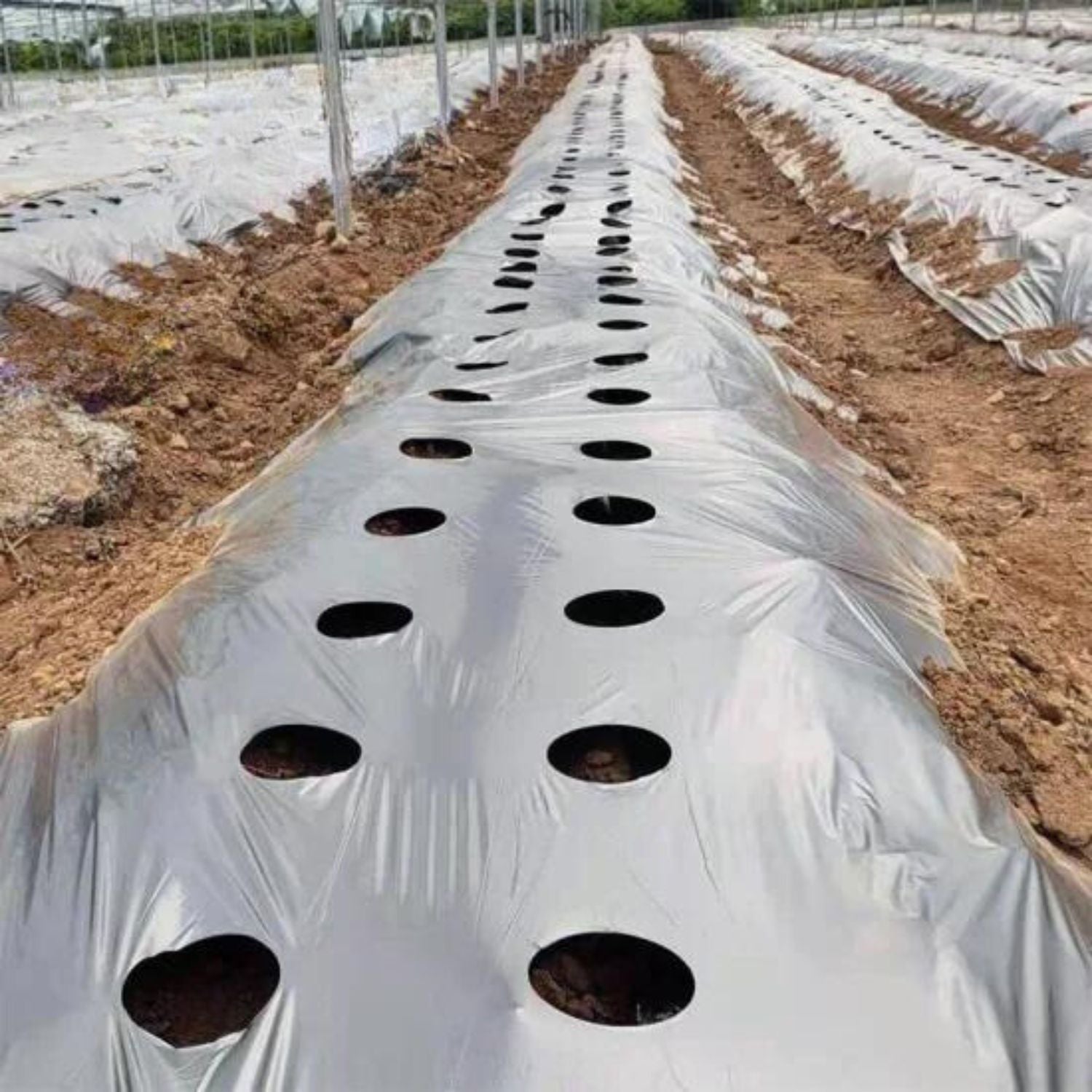 plastic film with planting holes Pre-hole punched mulch film, pre-punched mulching film for vegetables,